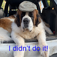 pet stain removal